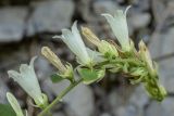 Campanula alliariifolia