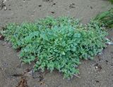 Mertensia maritima