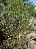 Ephedra intermedia