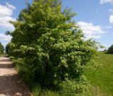 Crataegus chlorocarpa