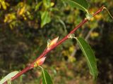 Salix rorida