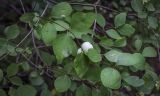 Symphoricarpos albus разновидность laevigatus. Верхушка плодоносящей веточки с каплями дождя. Санкт-Петербург, Ботанический сад БИН РАН, дендрарий. 10.09.2020.