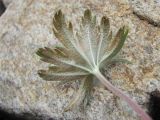 Alchemilla sericea. Лист (вид снизу), поражённый ржавчиной Trachyspora melospora. Кабардино-Балкария, Эльбрусский р-н, долина р. Ирикчат, ок. 2800 м н.у.м., каменистое место. 06.07.2020.