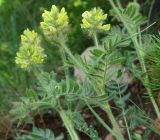 Oxytropis pilosa. Верхушка цветущего растения. Крым, гора Чатыр-Даг, каменистый склон на границе лесного пояса. 30.05.2021.