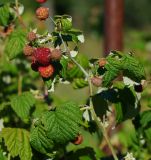 Rubus idaeus