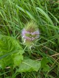 Dipsacus fullonum