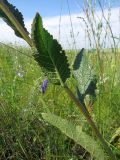 Verbascum × ignescens. Часть побега. Татарстан, Новошешминский р-н, окр. пос. Совхоз «Красный Октябрь», памятник природы \"Склоны Коржинского\", степь. 10.07.2022.