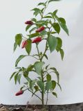 Capsicum annuum