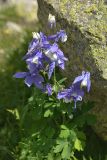 Aquilegia olympica