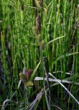 genus Carex