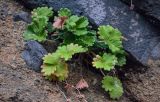 Potentilla megalantha