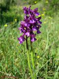 Anacamptis morio ssp. caucasica