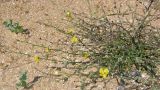 Verbascum pinnatifidum. Цветущее растение. Крым, Арабатская стрелка, песчаный пляж. 20 июня 2009 г.