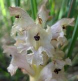 Orobanche caryophyllacea