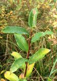 Salix lapponum