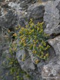 Ephedra distachya