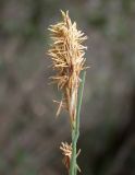 Carex flacca. Мужское соцветие. Israel, Mount Carmel. Март 2008 г.