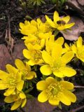 Eranthis × tubergenii