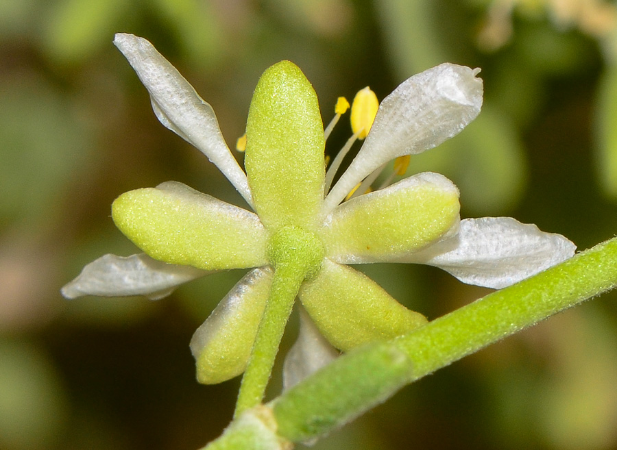 Изображение особи Tetraena dumosa.