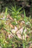 Bromus scoparius