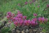 Astragalus monspessulanus