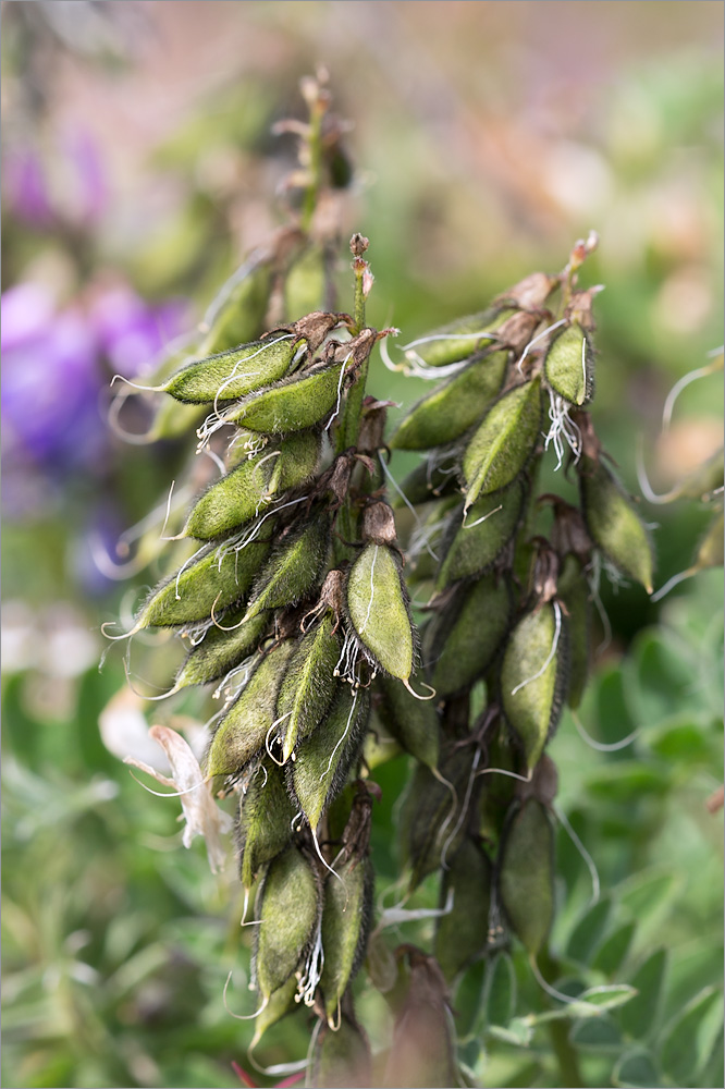 Изображение особи Astragalus subpolaris.