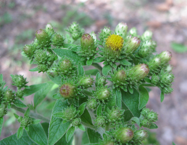 Изображение особи Inula conyza.