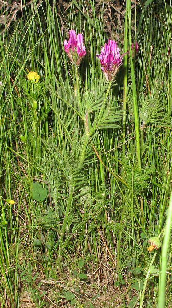 Изображение особи Astragalus callichrous.