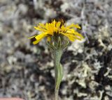 Crepis chrysantha