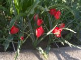 Tulipa maximowiczii