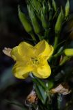 Oenothera biennis