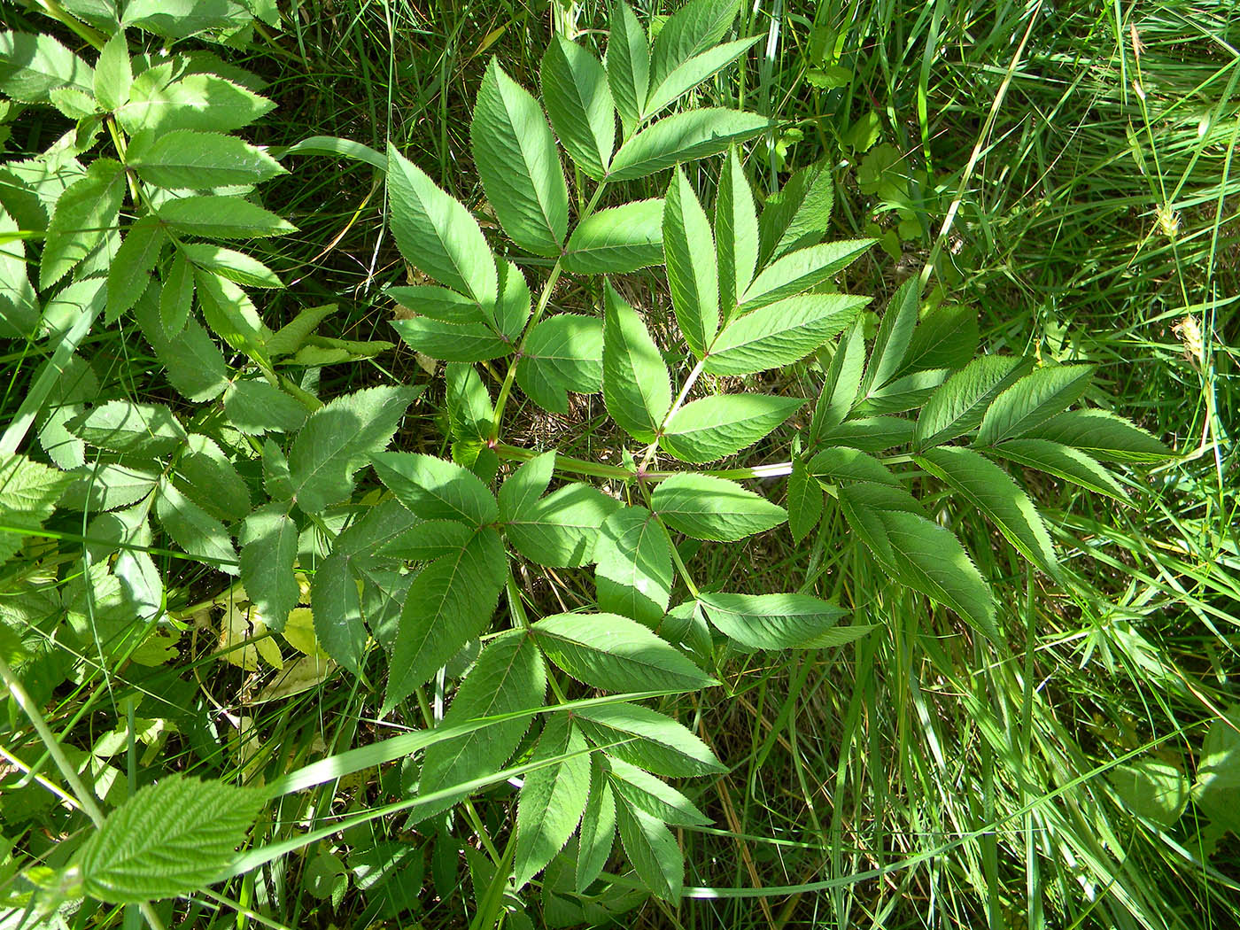 Изображение особи Angelica sylvestris.