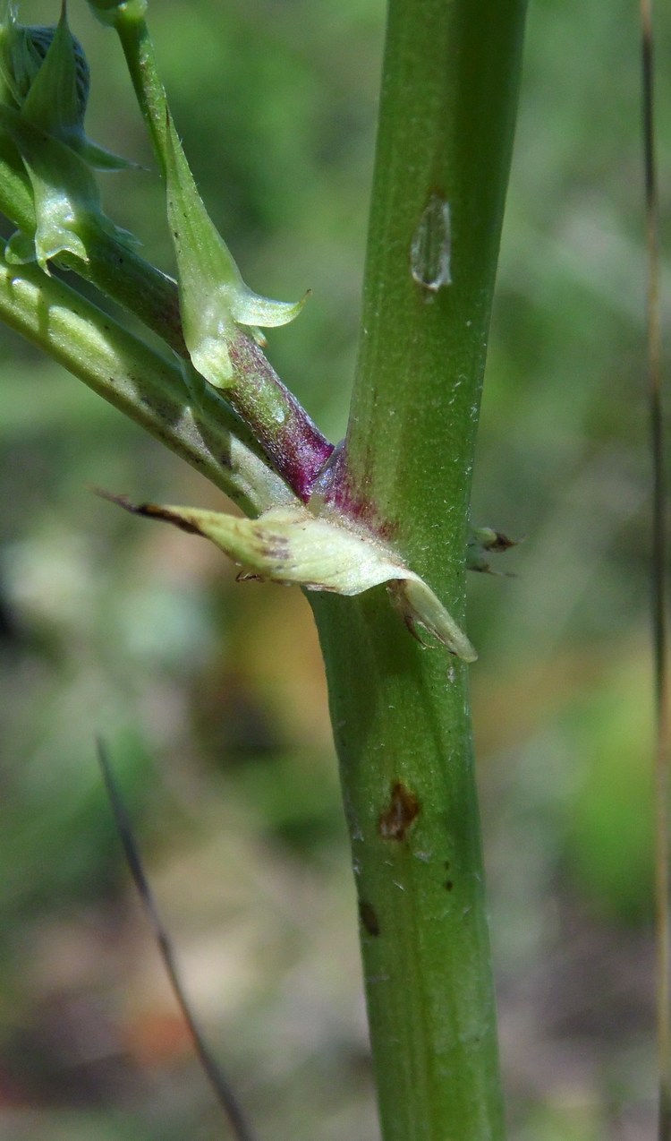 Изображение особи Galega officinalis.