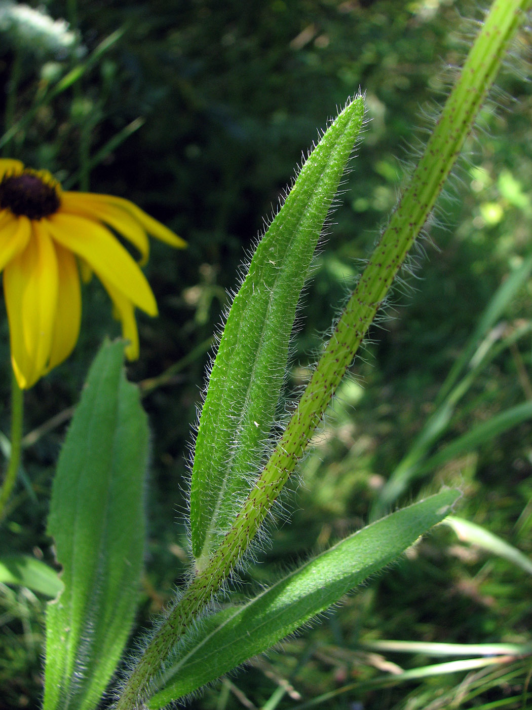 Изображение особи Rudbeckia hirta.