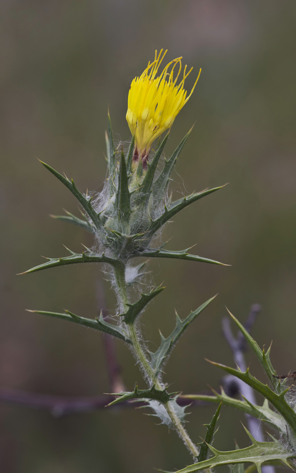 Изображение особи Carthamus lanatus.