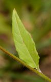 Oenothera rosea