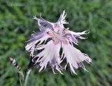 Dianthus arenarius