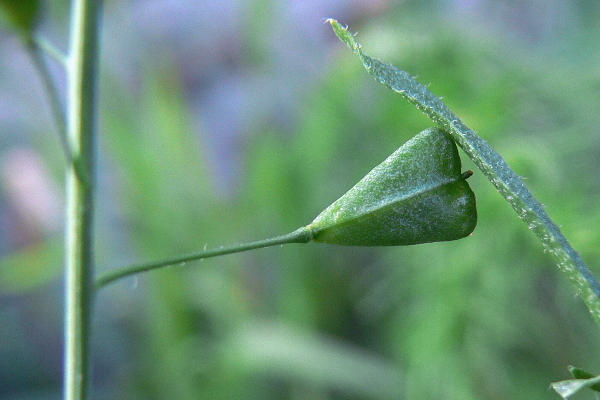 Изображение особи Capsella bursa-pastoris.