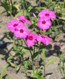 Phlox drummondii