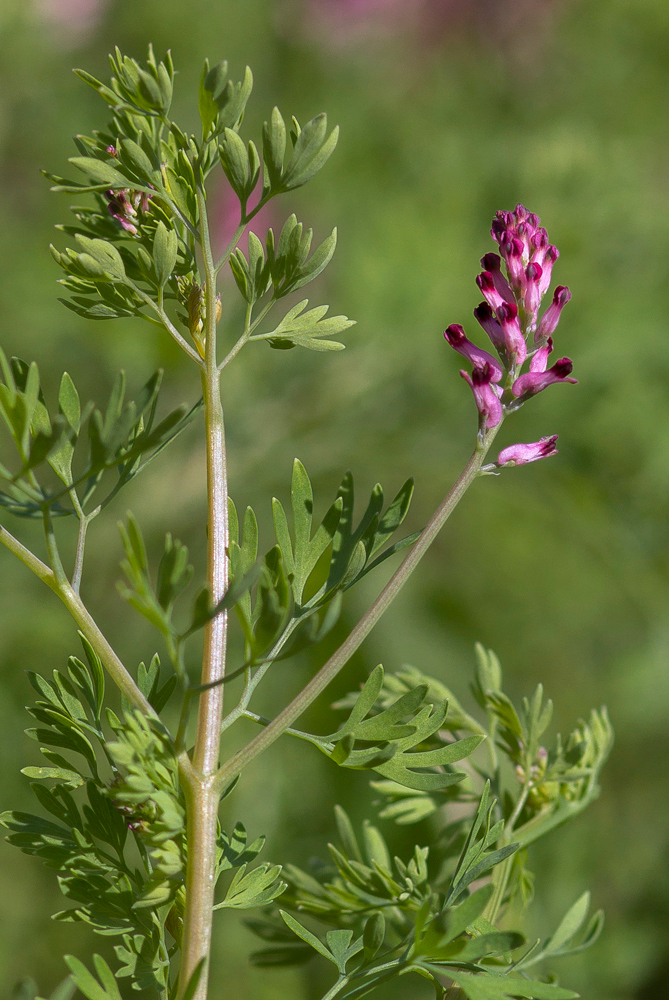 Изображение особи Fumaria officinalis.