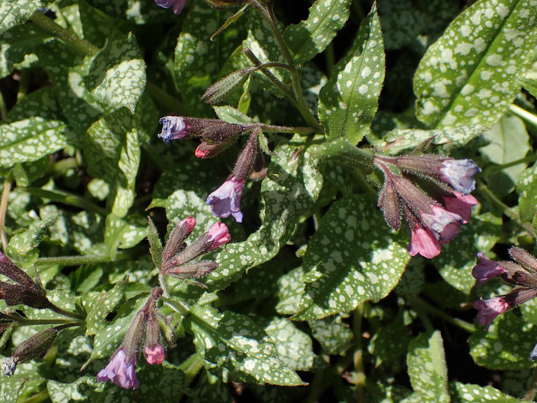 Изображение особи Pulmonaria officinalis.