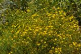 Hypericum triquetrifolium