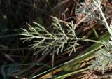 Artemisia santonicum