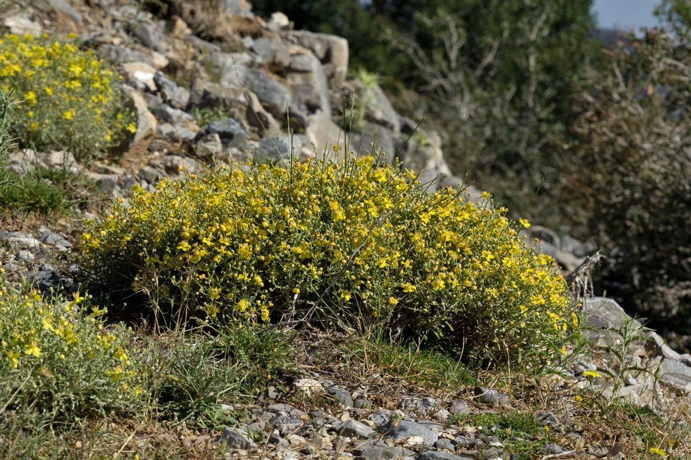 Изображение особи Verbascum spinosum.