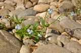 Myosotis palustris. Цветущее и плодоносящее растение. Северный Урал, Пермский край, правый берег р. Язьва ниже Коноваловского Камня, на галечнике. 20 августа 2016 г.