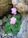 Primula minkwitziae