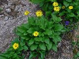 Doronicum altaicum. Цветущие растения. Красноярский край, Ермаковский р-н, природный парк \"Ергаки\", гора Видовка, ≈ 1900 м н.у.м., каменистый склон. 15.07.2018.