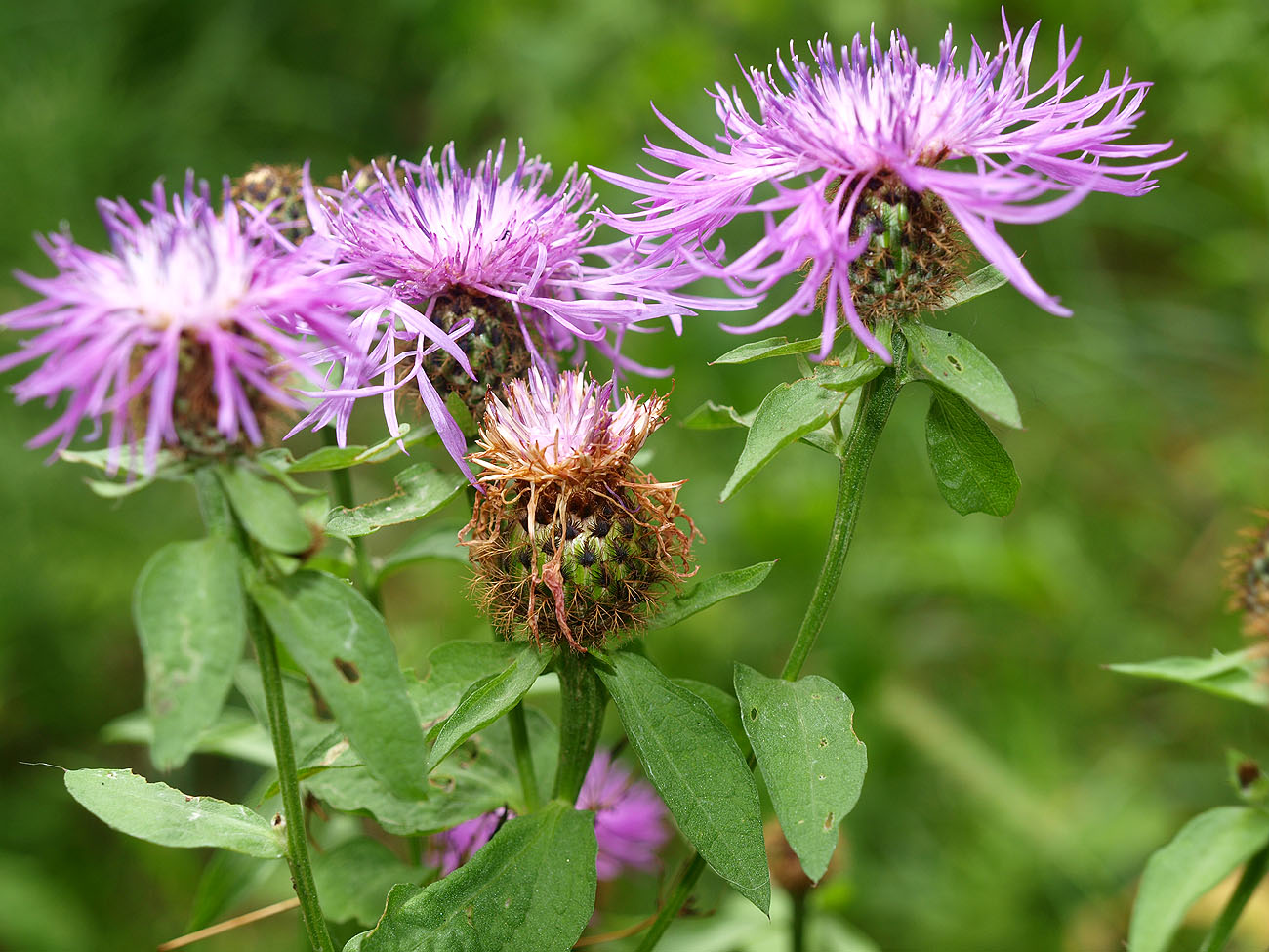 Изображение особи Centaurea pseudophrygia.