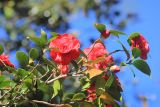 Camellia japonica. Часть ветви с цветками и бутонами. Абхазия, г. Сухум, Ботанический сад, в культуре. 7 марта 2016 г.