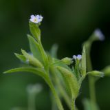 Myosotis sparsiflora. Верхушка цветущего растения в каплях росы. Кировская обл., г. Кирово-Чепецк, лесопарк. 24.06.2018.